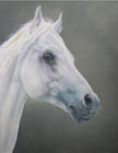 Equestrian Art. Collette Hoefkens Equestrian and Wildlife Artist. Traditional studies and Neoromantic. Oil, watercolour and pencil and charcoal. 